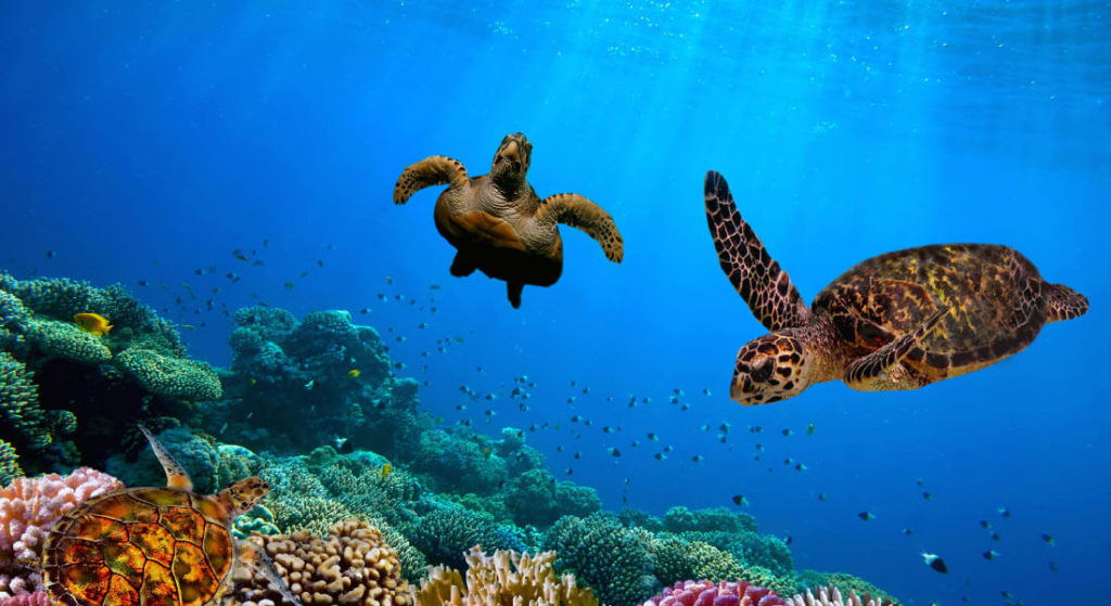 Turtles swimming underwater