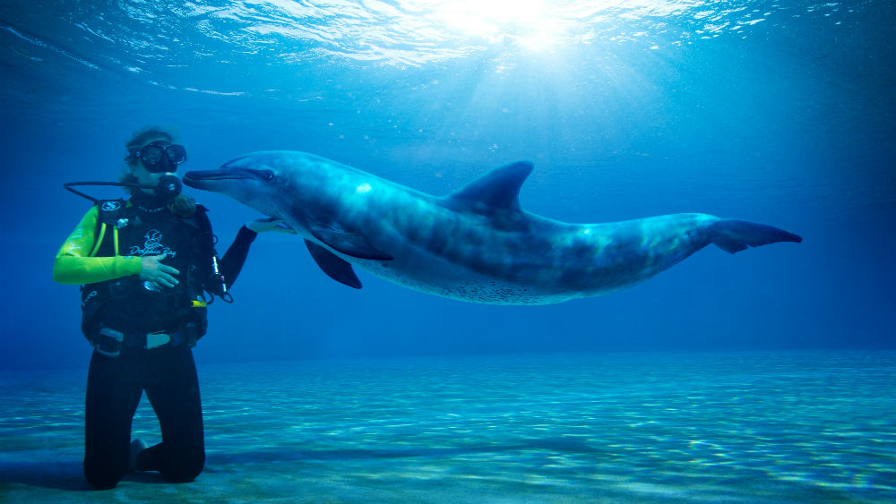 dolphin bay scuba kiss at the Atlantis The Palm