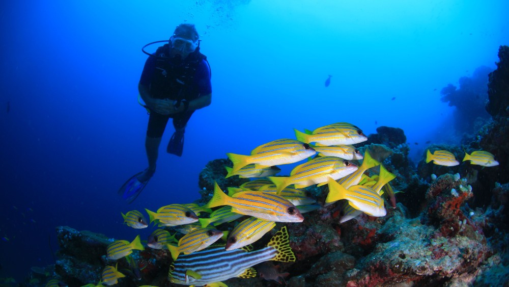 Scuba Diver with fish at Veligandu Island Resort & Spa